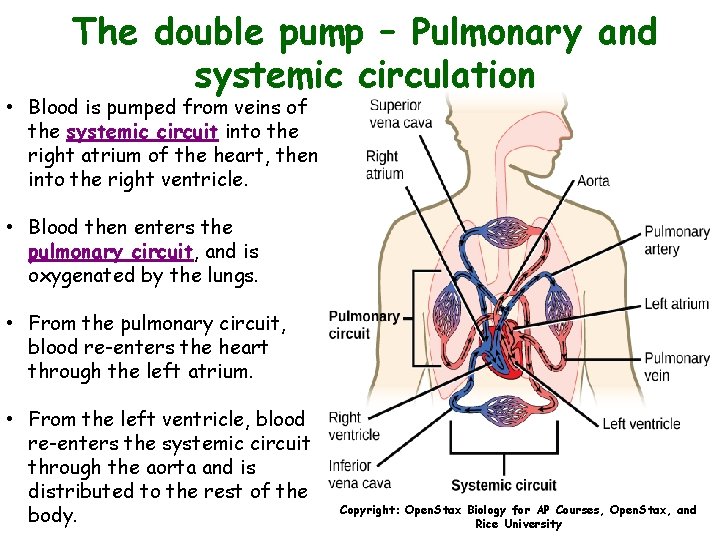 The double pump – Pulmonary and systemic circulation • Blood is pumped from veins