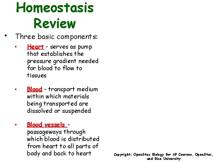  • Homeostasis Review Three basic components: • Heart - serves as pump that