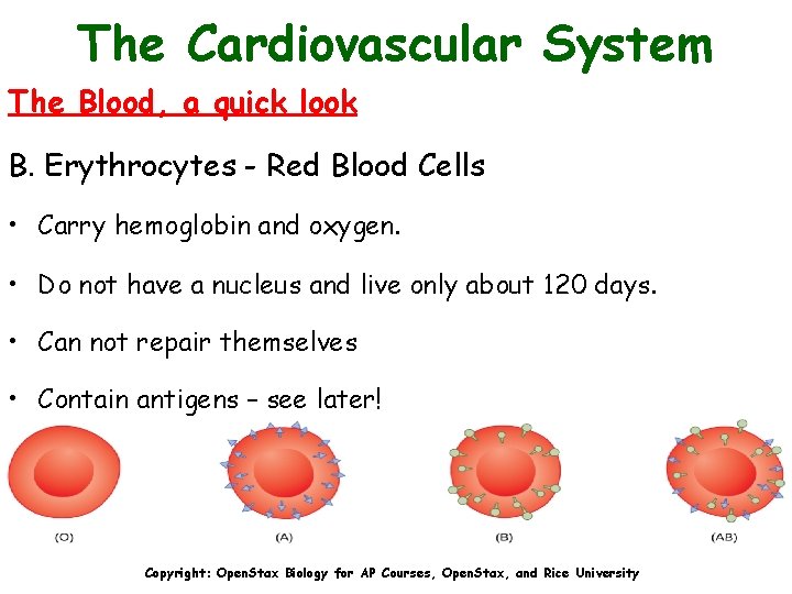 The Cardiovascular System The Blood, a quick look B. Erythrocytes - Red Blood Cells