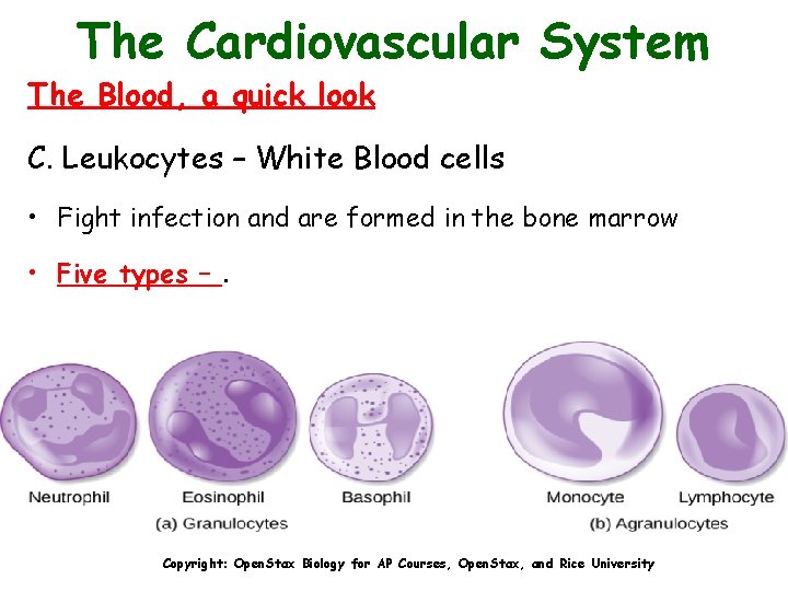 The Cardiovascular System The Blood, a quick look C. Leukocytes – White Blood cells