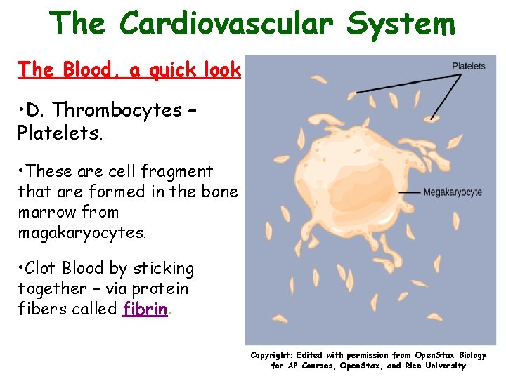 The Cardiovascular System The Blood, a quick look • D. Thrombocytes – Platelets. •