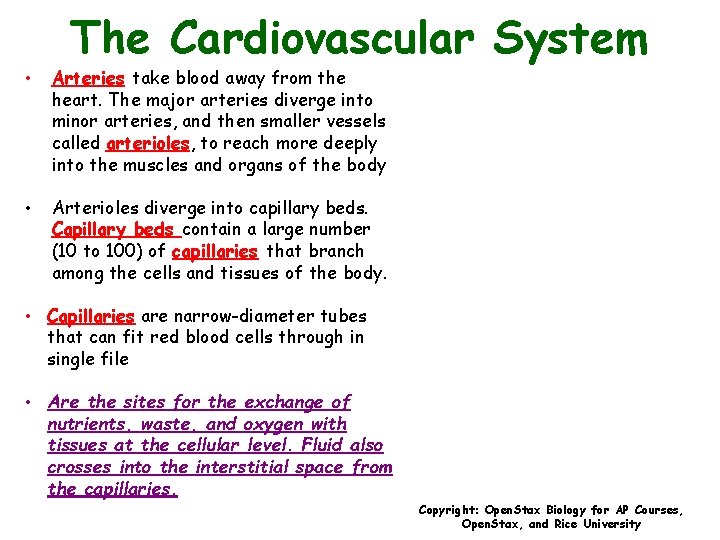 The Cardiovascular System • Arteries take blood away from the heart. The major arteries