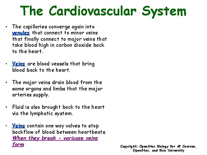 The Cardiovascular System • The capillaries converge again into venules that connect to minor