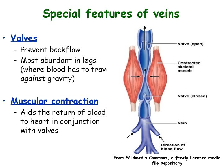 Special features of veins • Valves – Prevent backflow – Most abundant in legs