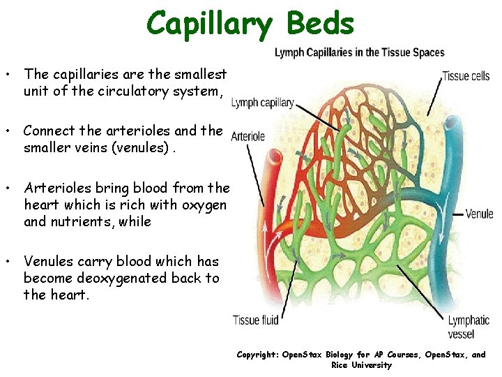 Capillary Beds • The capillaries are the smallest unit of the circulatory system, •