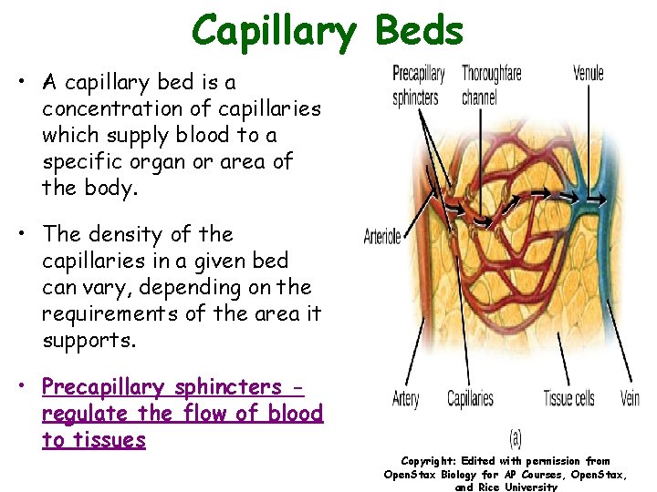 Capillary Beds • A capillary bed is a concentration of capillaries which supply blood