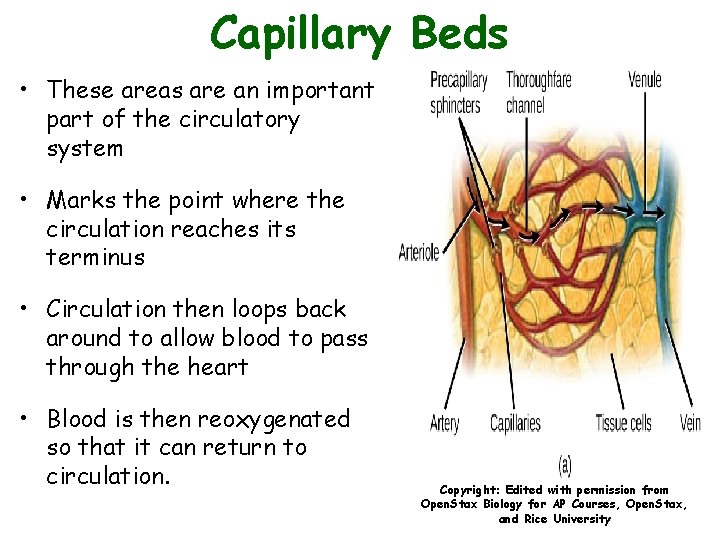 Capillary Beds • These areas are an important part of the circulatory system •