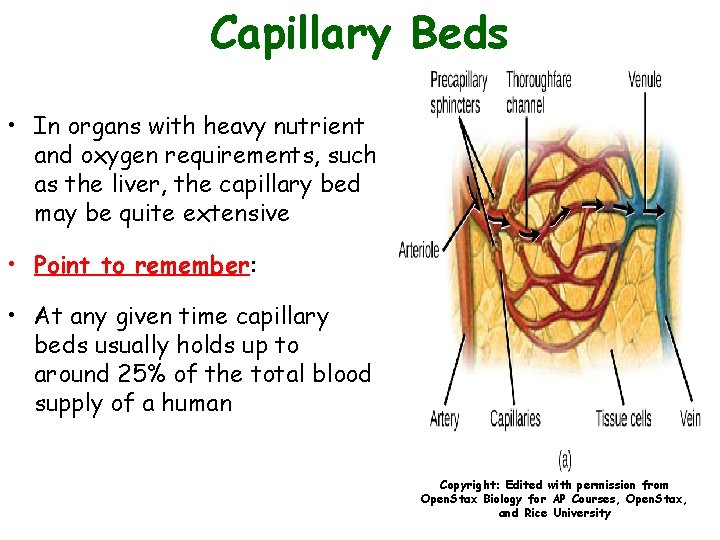 Capillary Beds • In organs with heavy nutrient and oxygen requirements, such as the