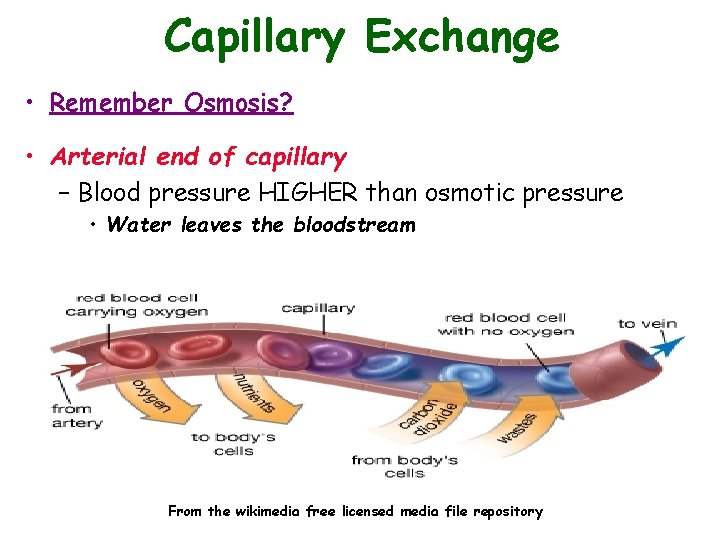 Capillary Exchange • Remember Osmosis? • Arterial end of capillary – Blood pressure HIGHER