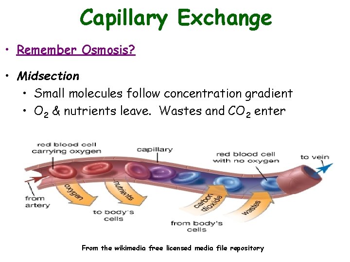 Capillary Exchange • Remember Osmosis? • Midsection • Small molecules follow concentration gradient •