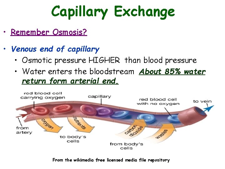 Capillary Exchange • Remember Osmosis? • Venous end of capillary • Osmotic pressure HIGHER