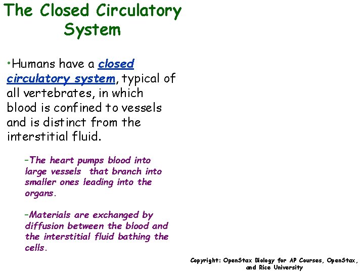 The Closed Circulatory System • Humans have a closed circulatory system, typical of all