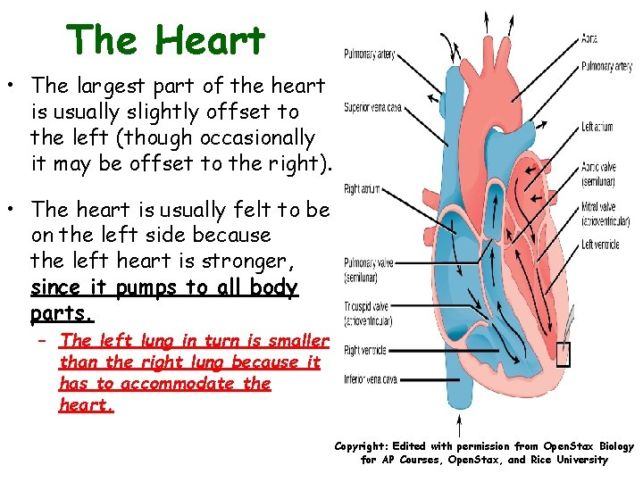 The Heart • The largest part of the heart is usually slightly offset to