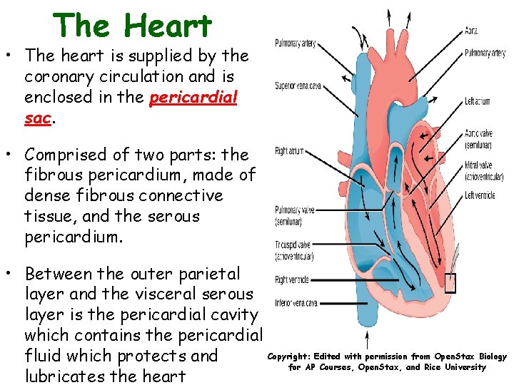 The Heart • The heart is supplied by the coronary circulation and is enclosed
