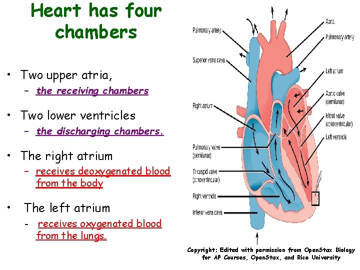 Heart has four chambers • Two upper atria, – the receiving chambers • Two