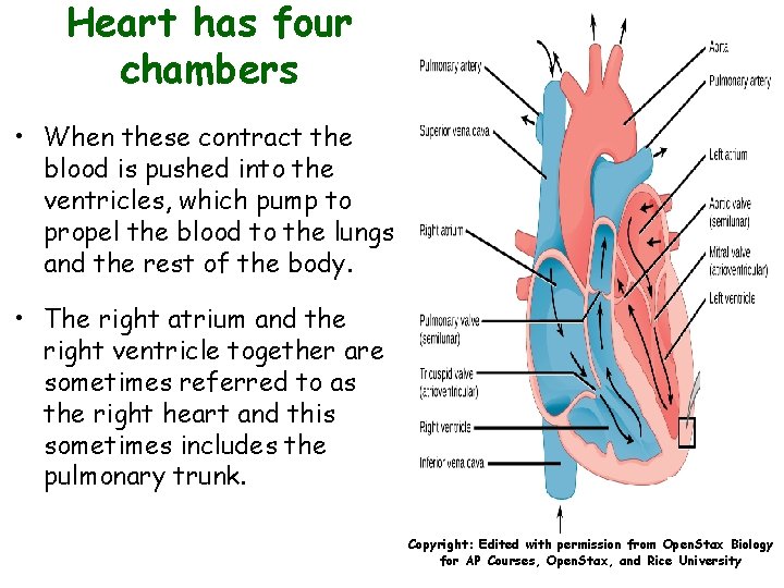 Heart has four chambers • When these contract the blood is pushed into the