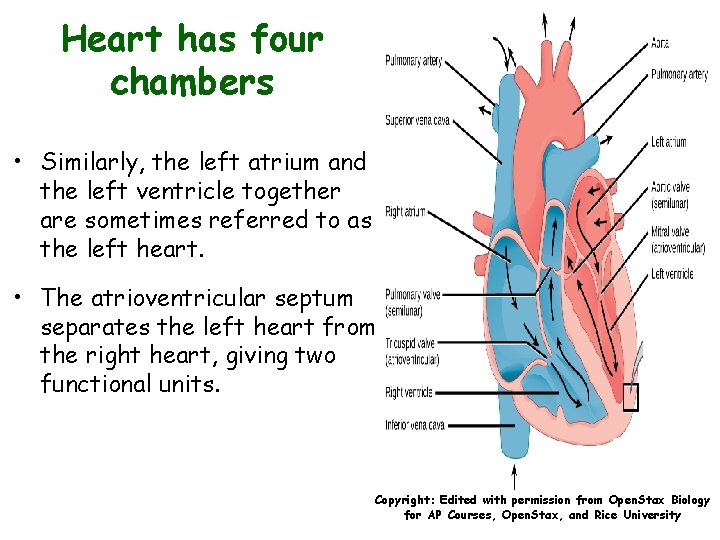 Heart has four chambers • Similarly, the left atrium and the left ventricle together