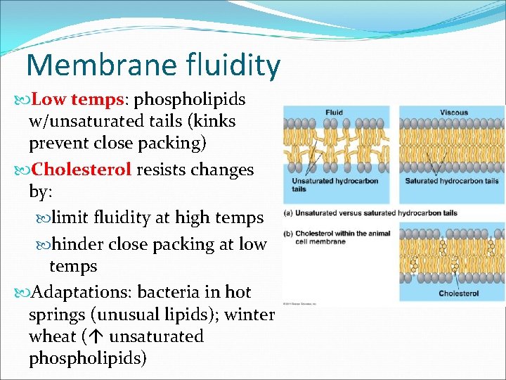 Membrane fluidity Low temps: phospholipids w/unsaturated tails (kinks prevent close packing) Cholesterol resists changes