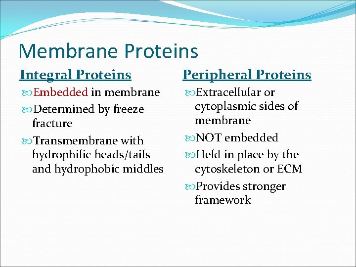 Membrane Proteins Integral Proteins Peripheral Proteins Embedded in membrane Determined by freeze fracture Transmembrane