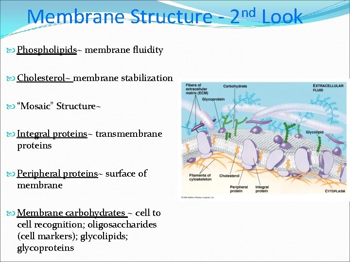 Membrane Structure Phospholipids~ membrane fluidity Cholesterol~ membrane stabilization “Mosaic” Structure~ Integral proteins~ transmembrane proteins