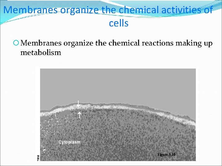 Membranes organize the chemical activities of cells Membranes organize the chemical reactions making up