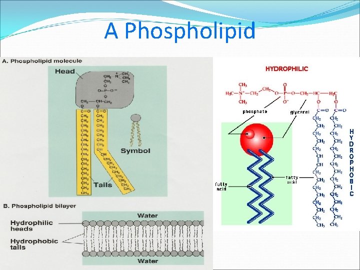 A Phospholipid 