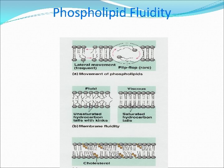 Phospholipid Fluidity 