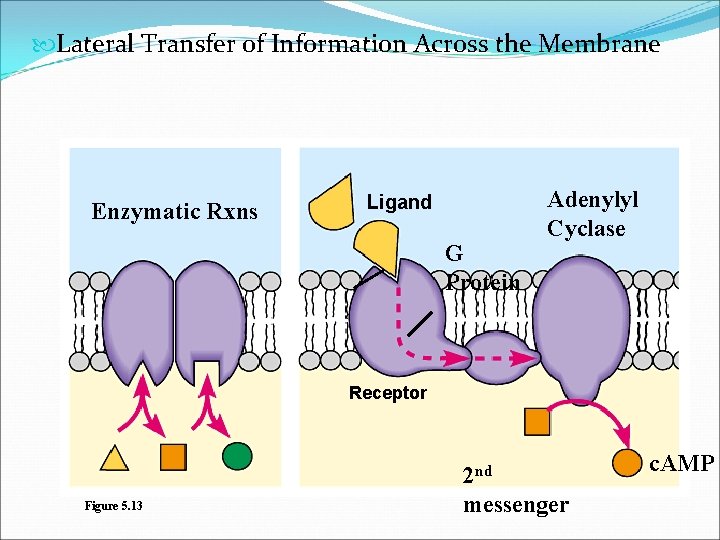  Lateral Transfer of Information Across the Membrane Enzymatic Rxns Ligand G Protein Adenylyl