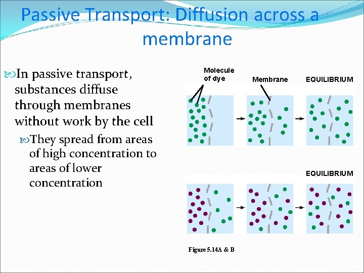 Passive Transport: Diffusion across a membrane In passive transport, substances diffuse through membranes without