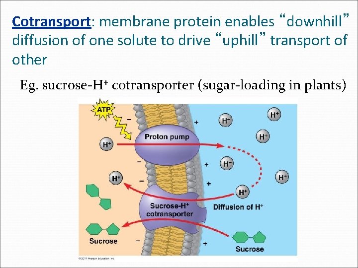 Cotransport: membrane protein enables “downhill” diffusion of one solute to drive “uphill” transport of