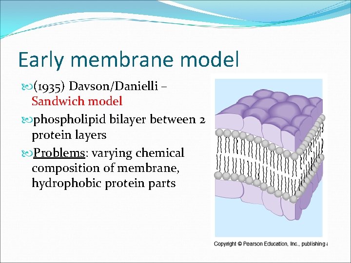 Early membrane model (1935) Davson/Danielli – Sandwich model phospholipid bilayer between 2 protein layers