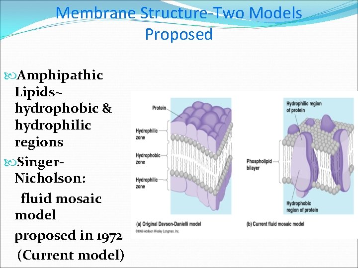Membrane Structure-Two Models Proposed Amphipathic Lipids~ hydrophobic & hydrophilic regions Singer. Nicholson: fluid mosaic