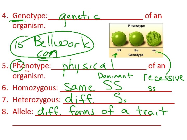 4. Genotype: ____________ of an organism. 5. Phenotype: ____________ of an organism. 6. Homozygous: