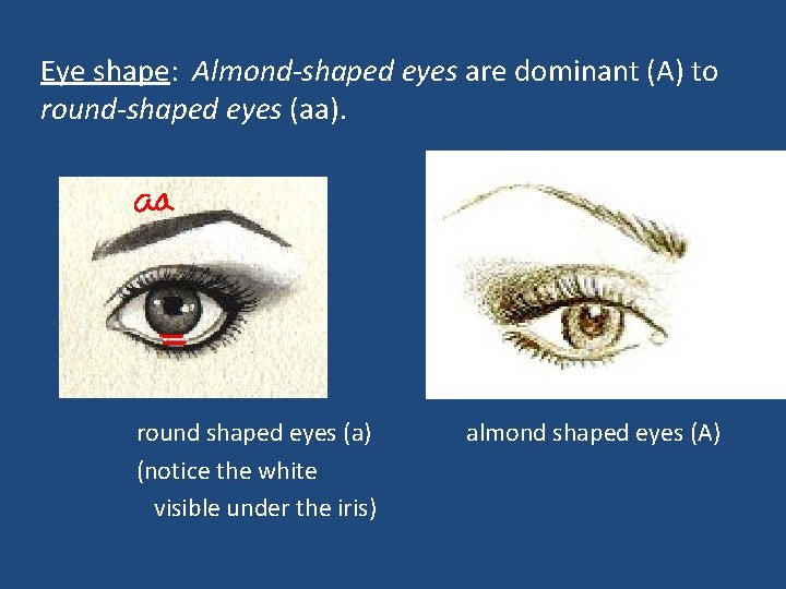 Eye shape: Almond-shaped eyes are dominant (A) to round-shaped eyes (aa). round shaped eyes