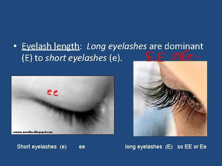  • Eyelash length: Long eyelashes are dominant (E) to short eyelashes (e). Short