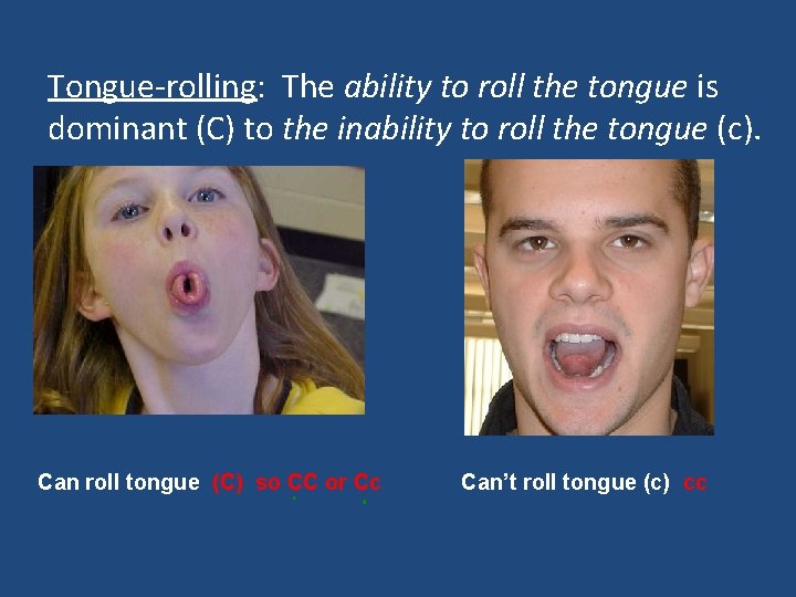 Tongue-rolling: The ability to roll the tongue is dominant (C) to the inability to