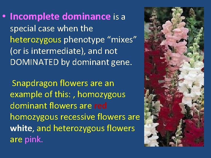  • Incomplete dominance is a special case when the heterozygous phenotype “mixes” (or