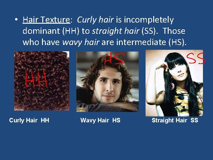  • Hair Texture: Curly hair is incompletely dominant (HH) to straight hair (SS).