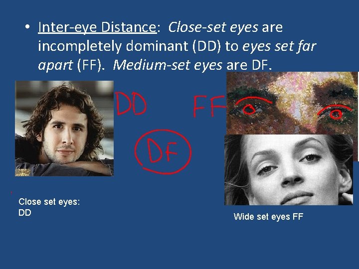  • Inter-eye Distance: Close-set eyes are incompletely dominant (DD) to eyes set far