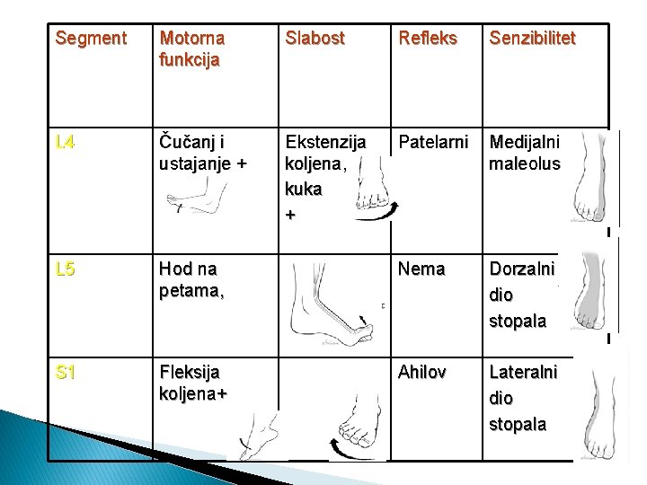 Segment Motorna funkcija Slabost Refleks Senzibilitet L 4 Čučanj i ustajanje + Ekstenzija koljena,