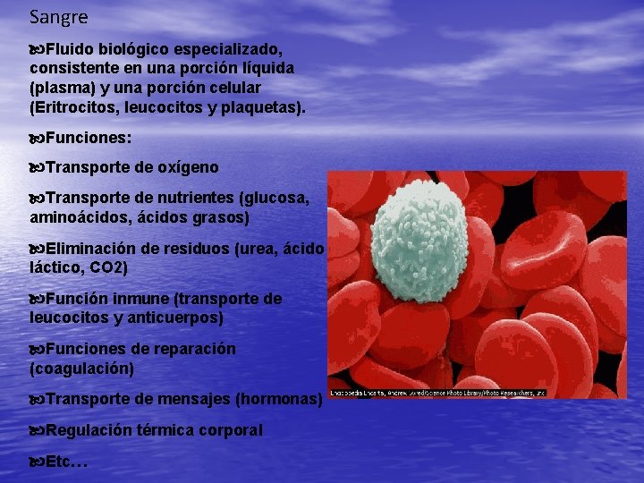 Sangre Fluido biológico especializado, consistente en una porción líquida (plasma) y una porción celular