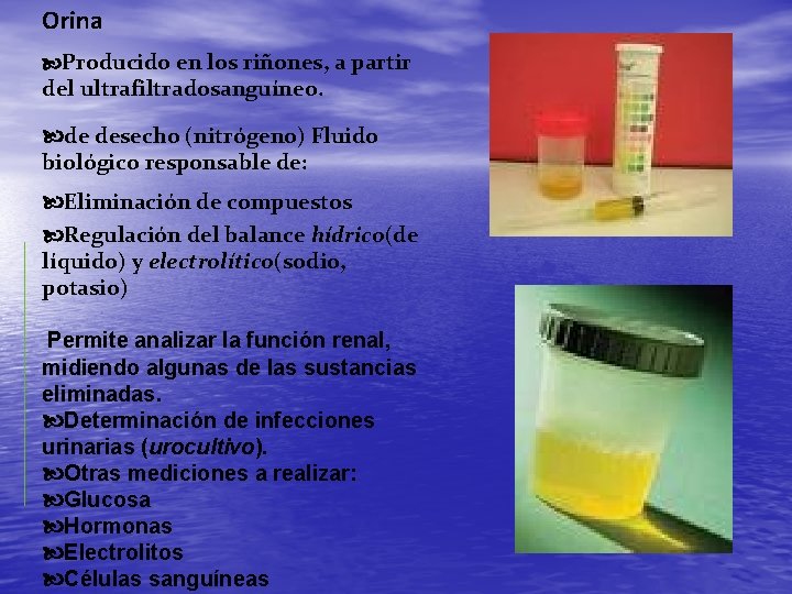 Orina Producido en los riñones, a partir del ultrafiltradosanguíneo. de desecho (nitrógeno) Fluido biológico