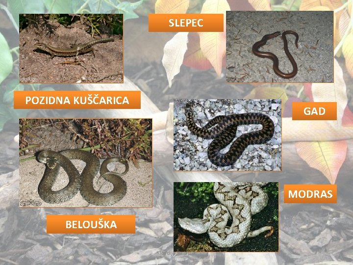 SLEPEC POZIDNA KUŠČARICA GAD MODRAS BELOUŠKA Klavdija Štrancar 