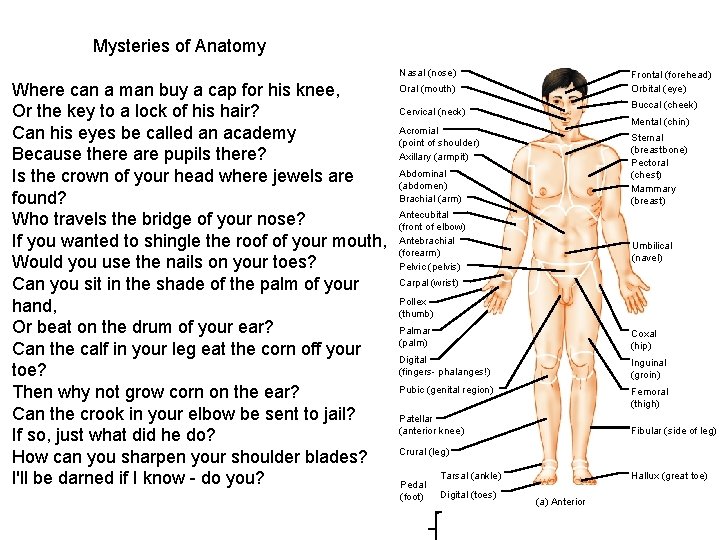 Mysteries of Anatomy Nasal (nose) Where can a man buy a cap for his