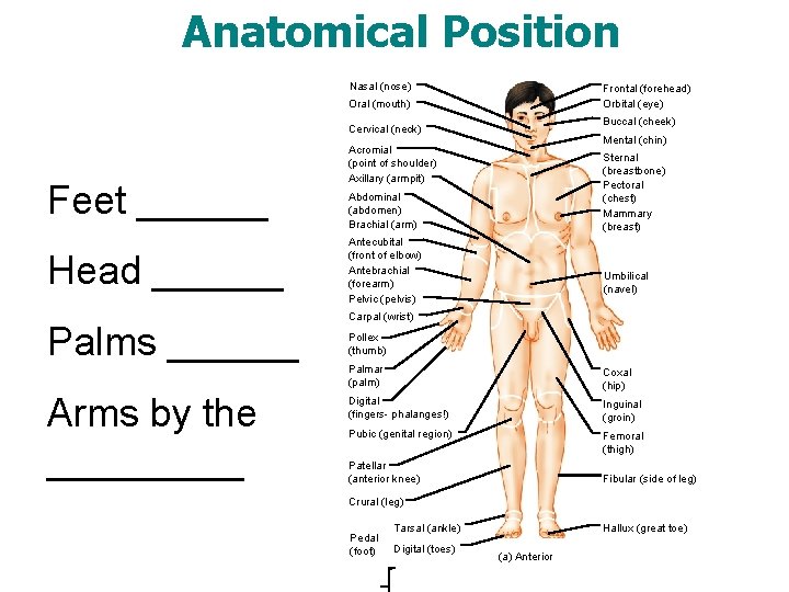 Anatomical Position Nasal (nose) Frontal (forehead) Orbital (eye) Oral (mouth) Buccal (cheek) Cervical (neck)