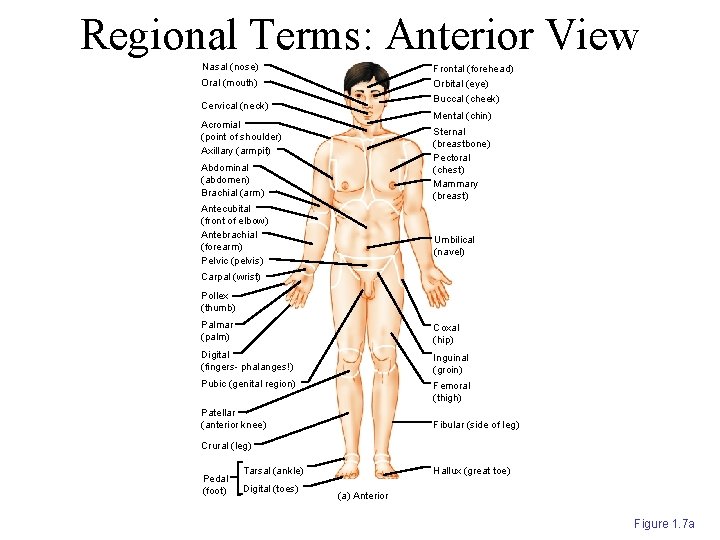 Regional Terms: Anterior View Nasal (nose) Frontal (forehead) Orbital (eye) Oral (mouth) Buccal (cheek)