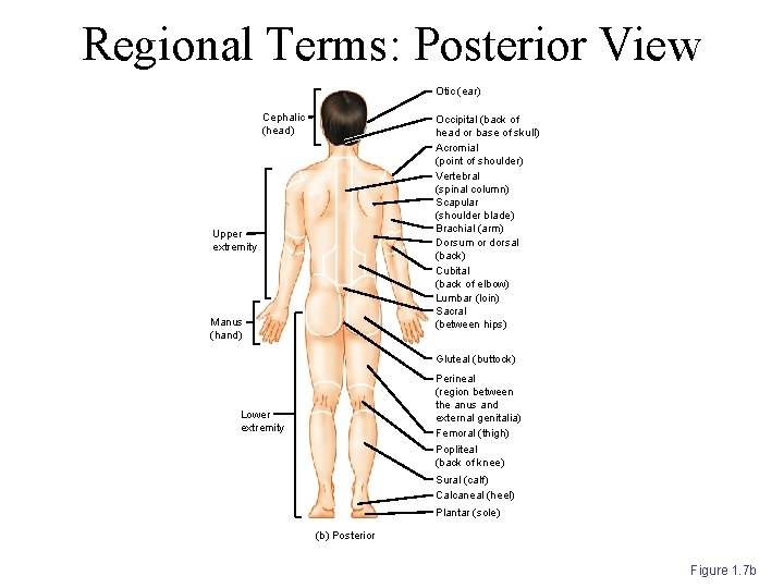 Regional Terms: Posterior View Otic (ear) Cephalic (head) Occipital (back of head or base