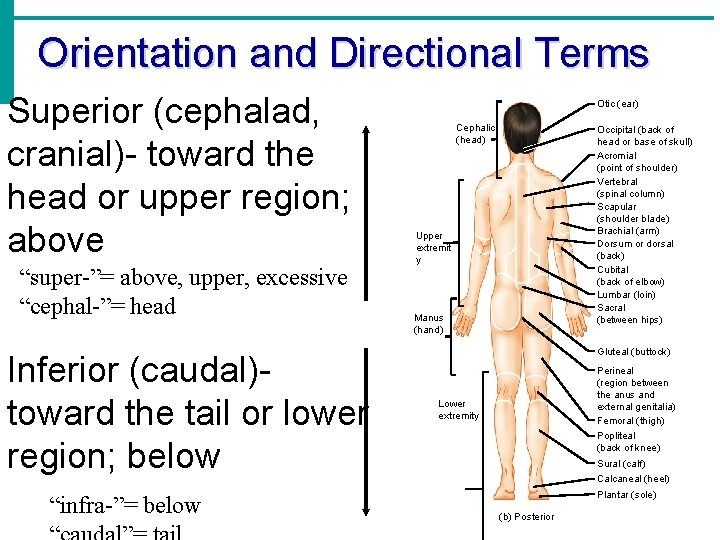 Orientation and Directional Terms Superior (cephalad, cranial)- toward the head or upper region; above