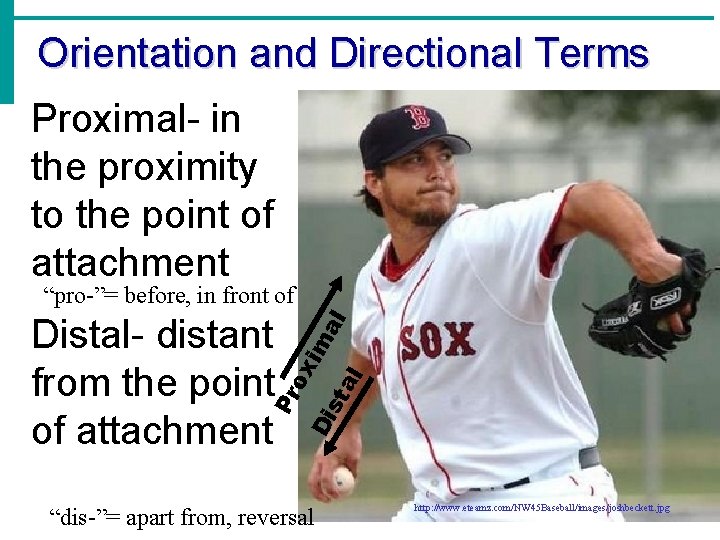 Orientation and Directional Terms Proximal- in the proximity to the point of attachment Di