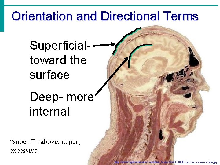 Orientation and Directional Terms Superficialtoward the surface Deep- more internal “super-”= above, upper, excessive
